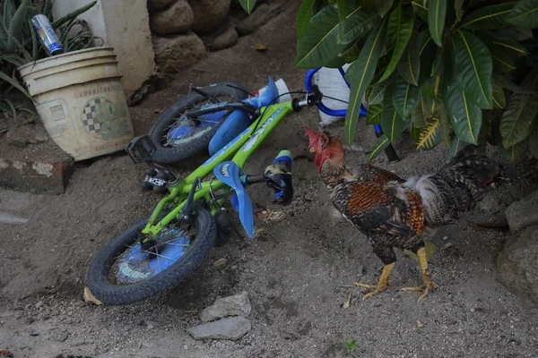 Chicken and Bike